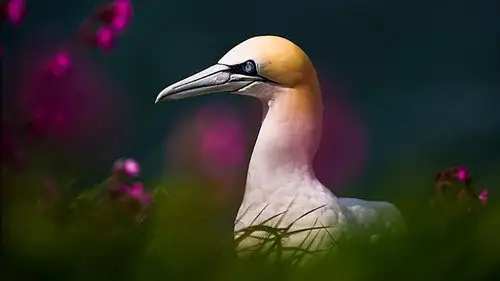 Springwatch Temporada 16 Episodios 9 • Sub Español