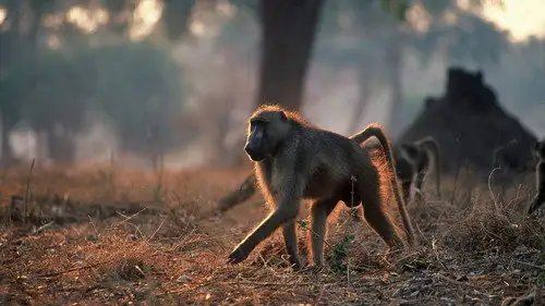 Nature S24E10 • Oglądaj Online
