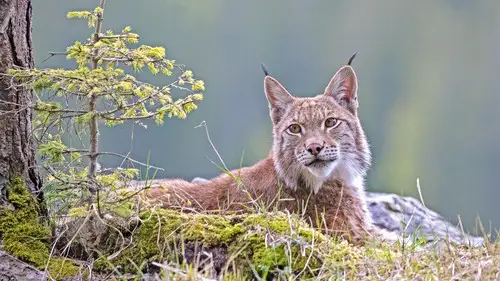 Nature S39E7 • Oglądaj Online