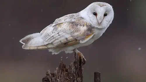 Springwatch Temporada 19 Episodios 1 • Sub Español