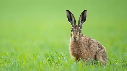 Springwatch Temporada 19 Episodios 9 • Sub Español