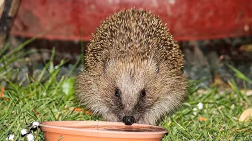 Springwatch Temporada 18 Episodios 7 • Sub Español