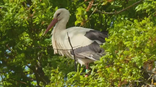 Countryfile S38E21 • Oglądaj Online