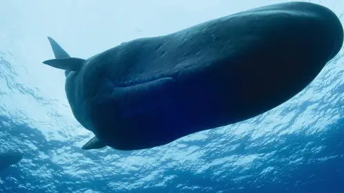 OceanXplorers Temporada 1 Episodios 2 • Sub Español