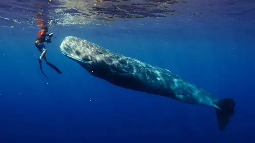 Nature S42E12 • Oglądaj Online