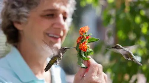 Nature S43E13 • Oglądaj Online