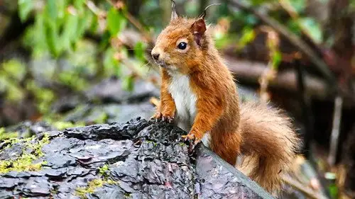 Springwatch Temporada 16 Episodios 4 • Sub Español