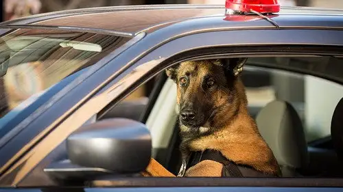 Angie Tribeca Temporada 2 Episodios 9 • Sub Español