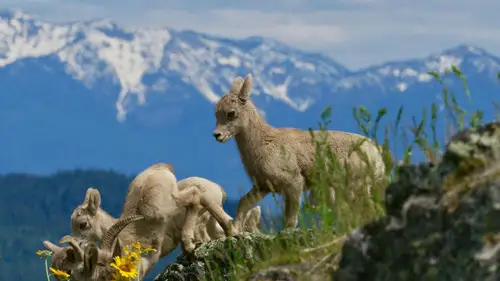 Nature S40E4 • Oglądaj Online