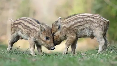 Springwatch Temporada 20 Episodios 12 • Sub Español