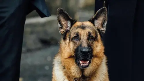 Hudson & Rex Temporada 3 Episodios 16 • Sub Español