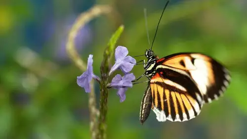 Nature S36E12 • Oglądaj Online