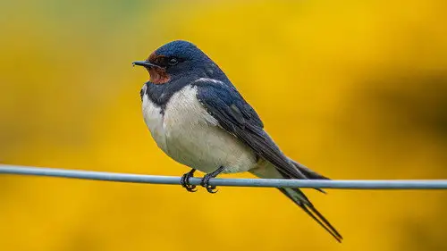 Springwatch Temporada 22 Episodios 10 • Sub Español