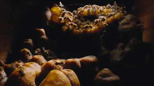 Los secretos de las abejas Temporada 1 Episodios 1 • Sub Español