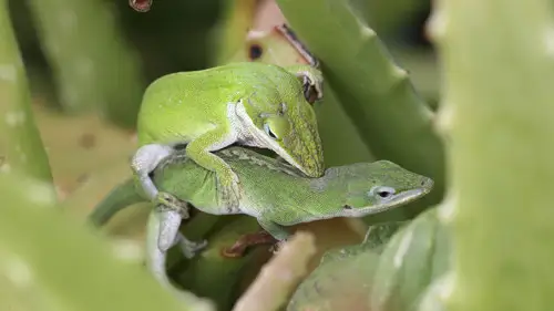 Nature S12E4 • Oglądaj Online