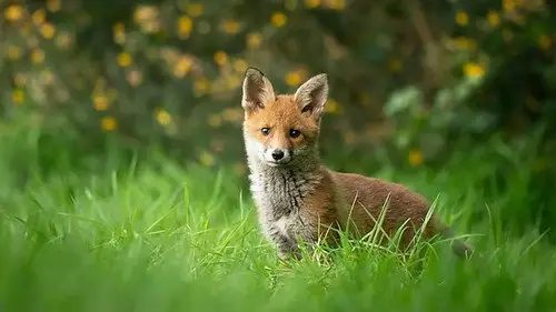 Springwatch Temporada 20 Episodios 1 • Sub Español