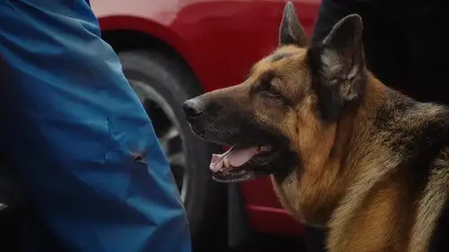 Hudson & Rex Temporada 6 Episodios 3 • Sub Español