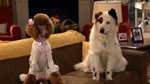 Mi perro tiene un blog Temporada 3 Episodios 4 • Sub Español