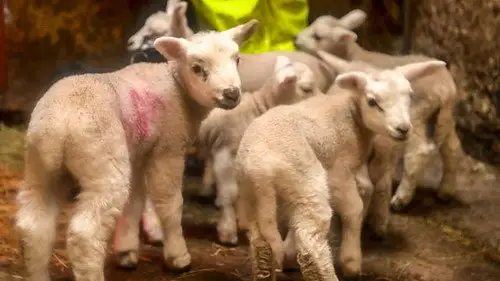 Countryfile S35E1 • Oglądaj Online