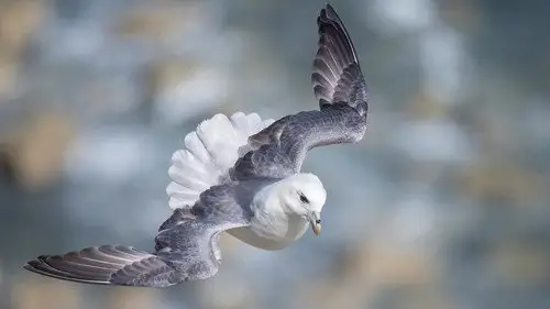 Springwatch Temporada 24 Episodios 11 • Sub Español