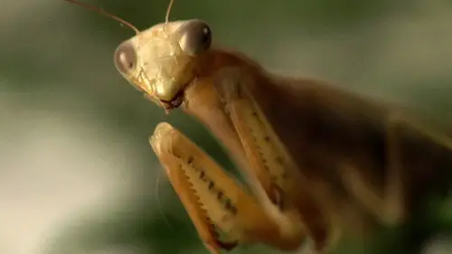 Alienígenas ancestrales Temporada 7 Episodios 7 • Sub Español