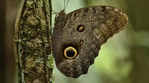 Nature S38E3 • Oglądaj Online