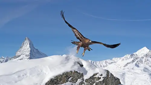 Nature S39E8 • Oglądaj Online