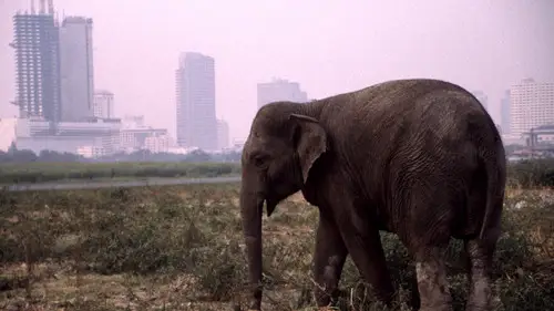 Nature S19E4 • Oglądaj Online