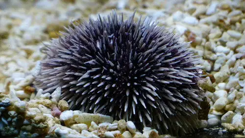 Nature S16E8 • Oglądaj Online