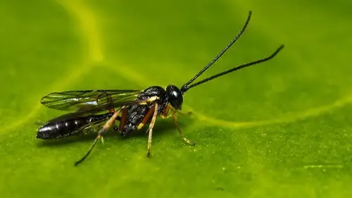 Springwatch Temporada 16 Episodios 12 • Sub Español