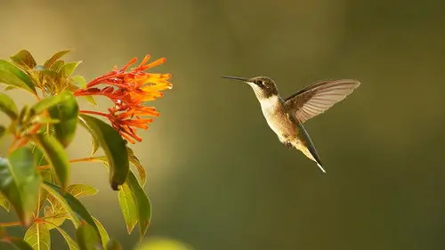Nature S35E1 • Oglądaj Online