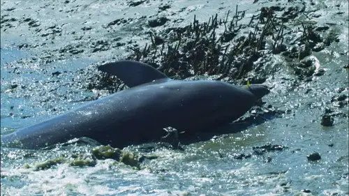Nature S35E17 • Oglądaj Online