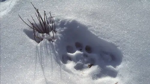 Nature S23E5 • Oglądaj Online