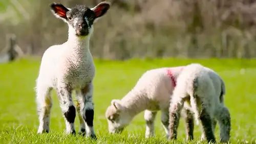 Countryfile S36E18 • Oglądaj Online