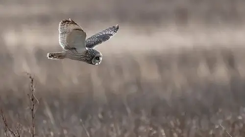 Springwatch Temporada 18 Episodios 4 • Sub Español