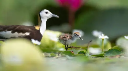 Nature S44E7 • Oglądaj Online