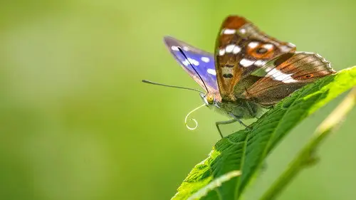 Springwatch Temporada 24 Episodios 2 • Sub Español