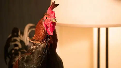 Angie Tribeca Temporada 4 Episodios 7 • Sub Español