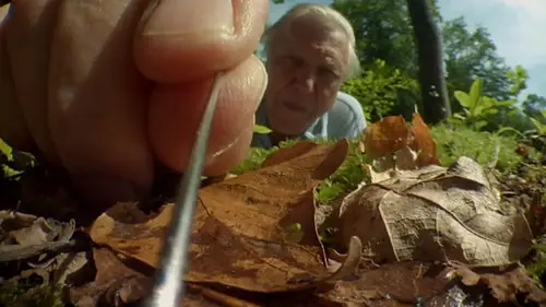 Nature S31E5 • Oglądaj Online