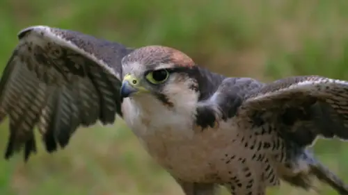 Nature S33E7 • Oglądaj Online