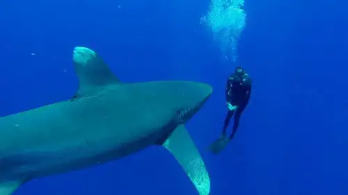 Shark Week S29E9 • Oglądaj Online