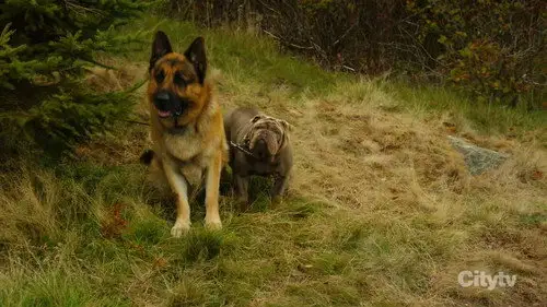 Hudson & Rex Temporada 8 Episodios 9 • Sub Español