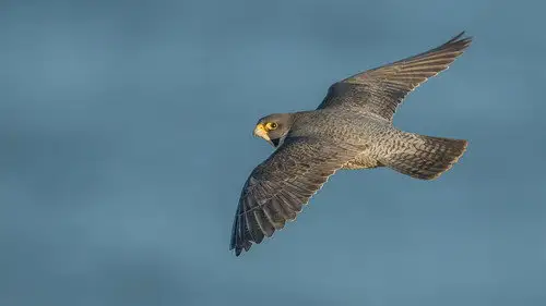 Springwatch Temporada 23 Episodios 18 • Sub Español