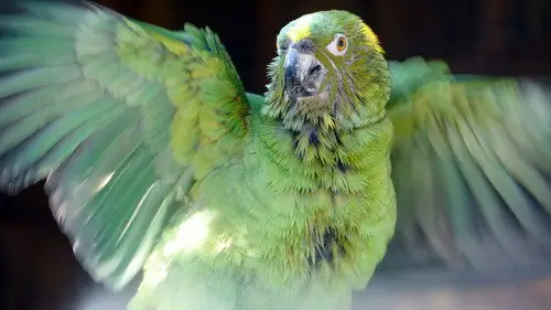 Nature S32E9 • Oglądaj Online