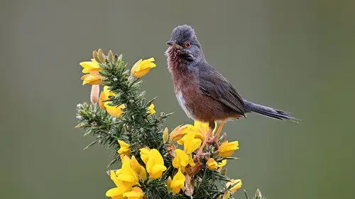 Springwatch Temporada 22 Episodios 6 • Sub Español