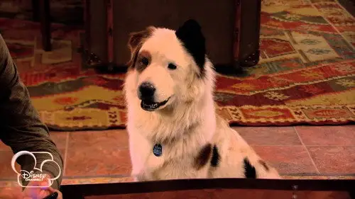 Mi perro tiene un blog Temporada 1 Episodios 19 • Sub Español