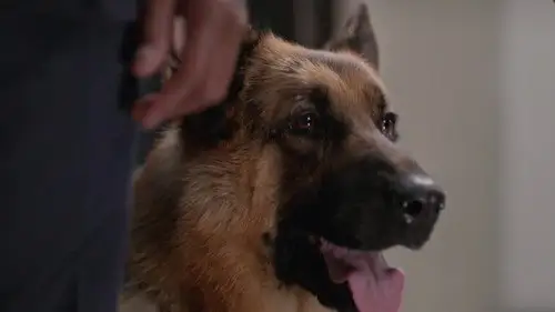 Hudson & Rex Temporada 2 Episodios 8 • Sub Español