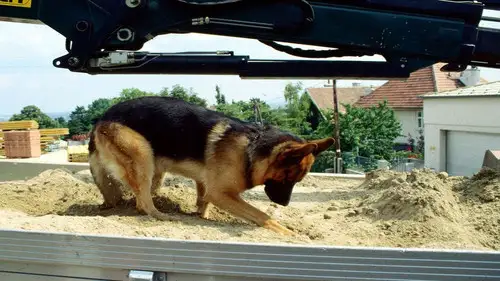 Rex, un policía diferente Temporada 3 Episodios 11 • Sub Español