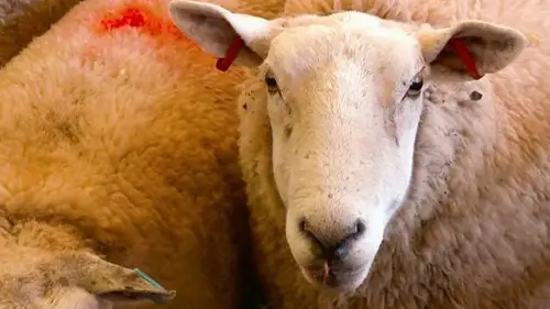 Countryfile S36E8 • Oglądaj Online