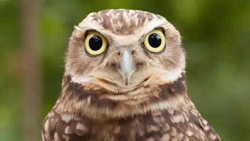 Nature S34E8 • Oglądaj Online